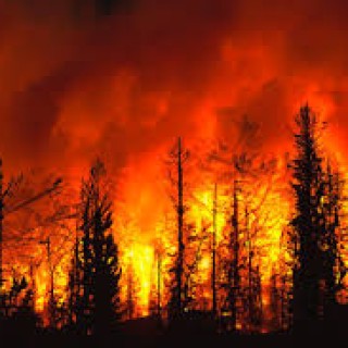 FAÇA A SUA PARTE: DENUNCIANDO QUALQUER ATO ILEGAL CONTRA A NATUREZA,  Em caso de emergência, como incêndios florestais, ligue para a Polícia Militar.